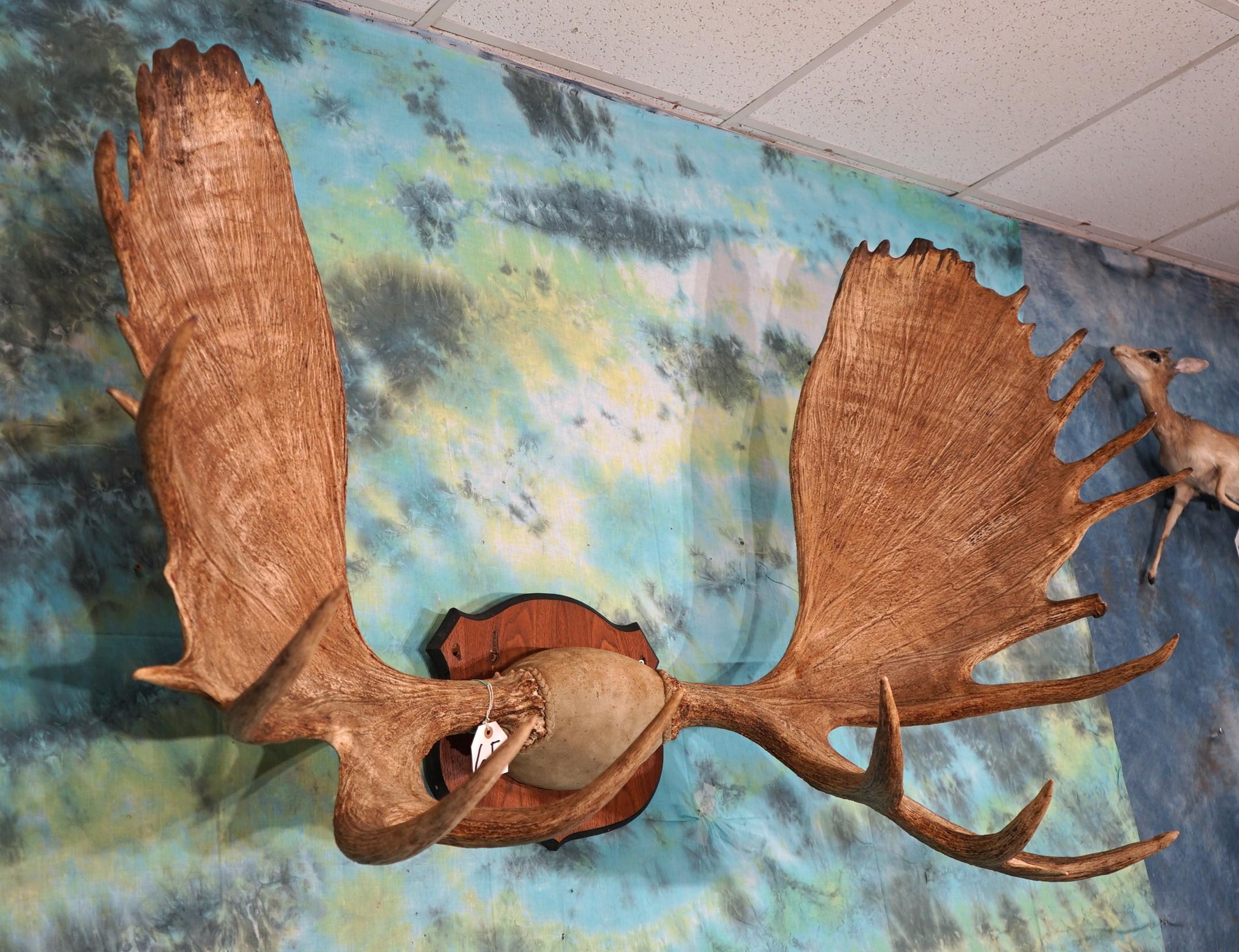 Large set of Alaskan Moose Antlers on a Plaque Taxidermy