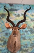 Greater Kudu Shoulder Taxidermy Mount