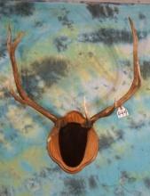 5 x 4 Elk Antlers on Oak Panel Taxidermy