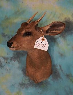 Gold Medal Record Brown Brockett Deer Shoulder Taxidermy Mount