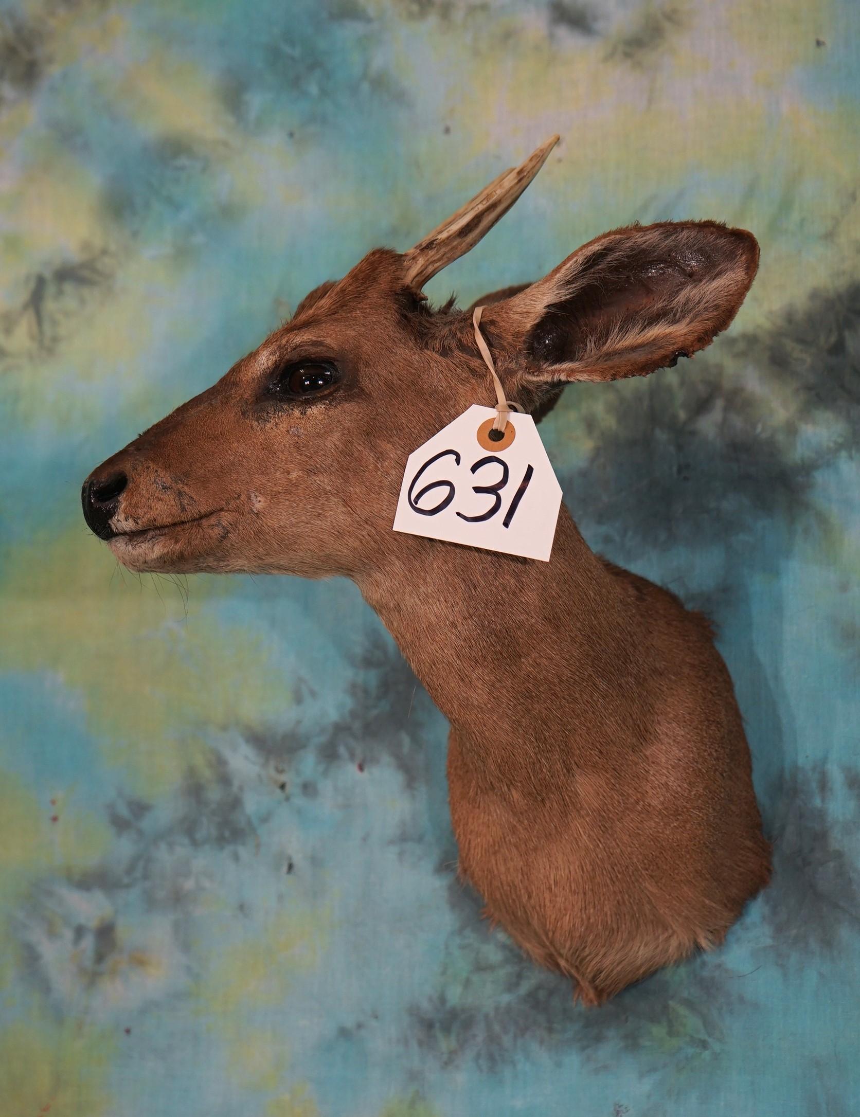Gold Medal Record Brown Brockett Deer Shoulder Taxidermy Mount