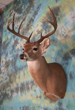 10pt. Texas Whitetail Deer Shoulder Taxidermy Mount