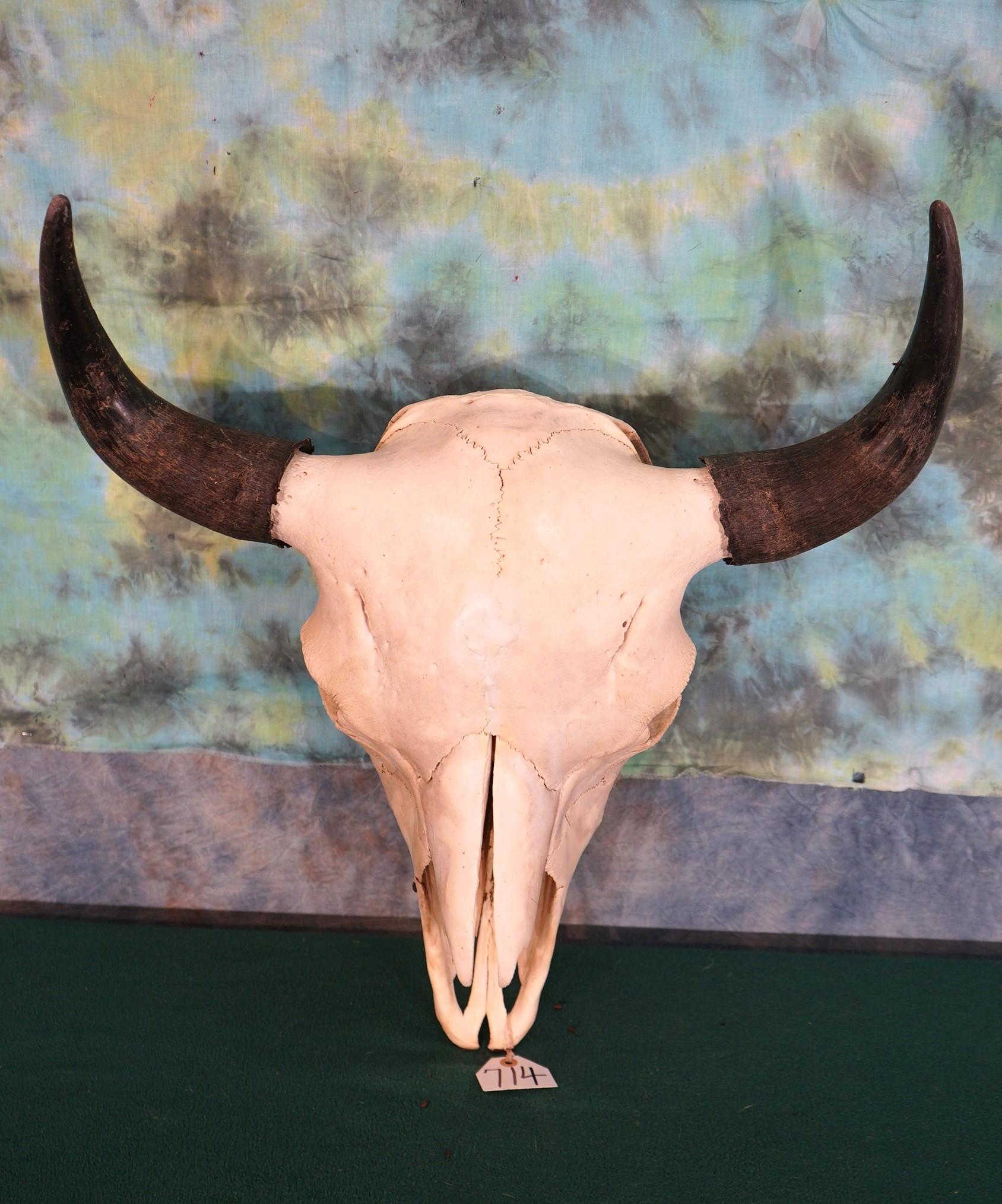 American Bison Skull Taxidermy