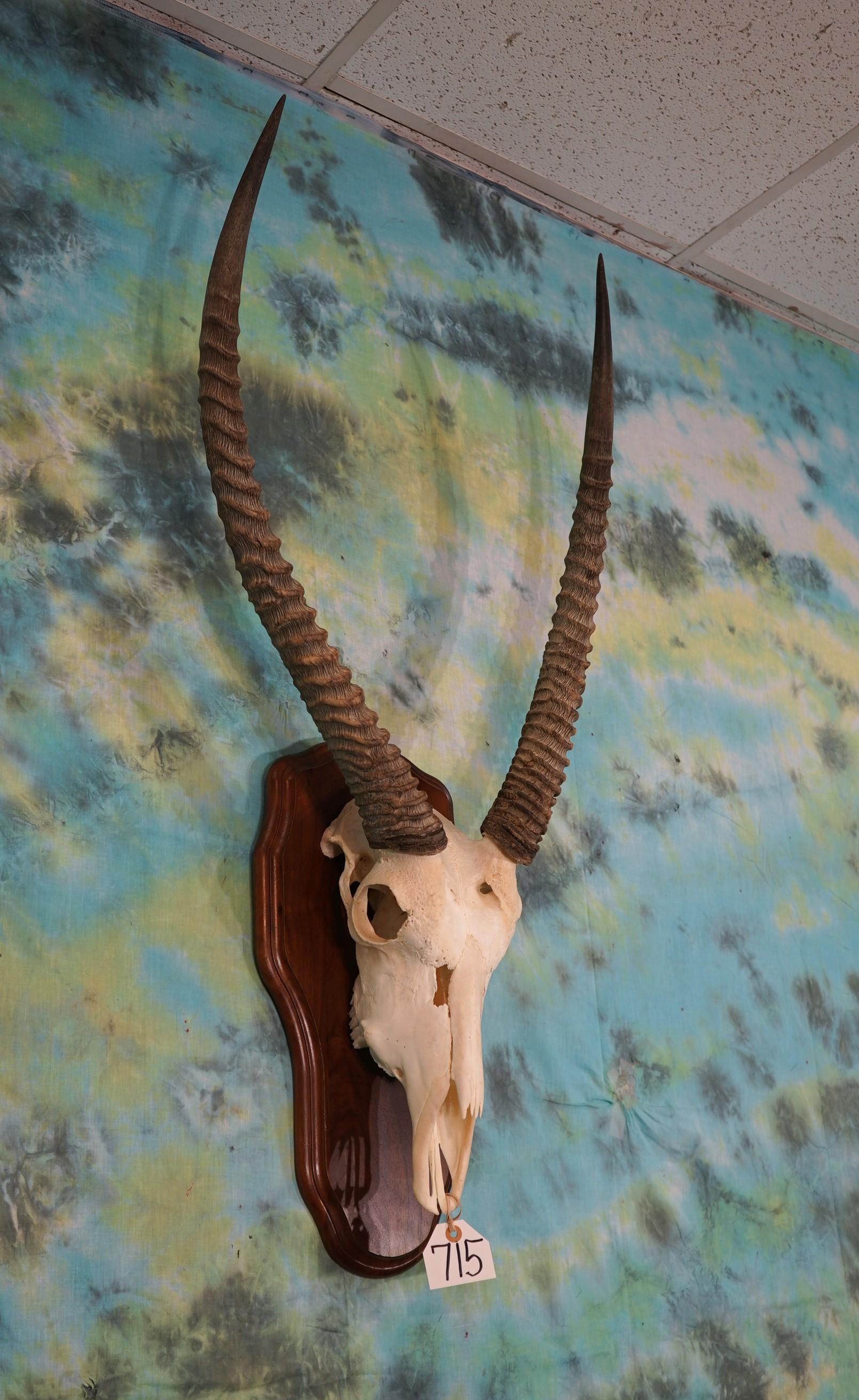 African Waterbuck Antelope Skull on Panel Taxidermy