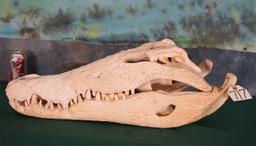 Large Nile Crocodile Complete Skull Taxidermy **U.S. Residents Only!**