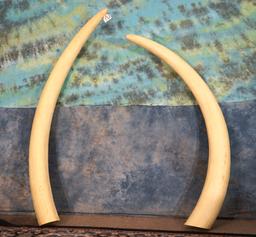 Beautiful Pair of Large African Elephant Tusk Fiberglass Reproduction Taxidermy