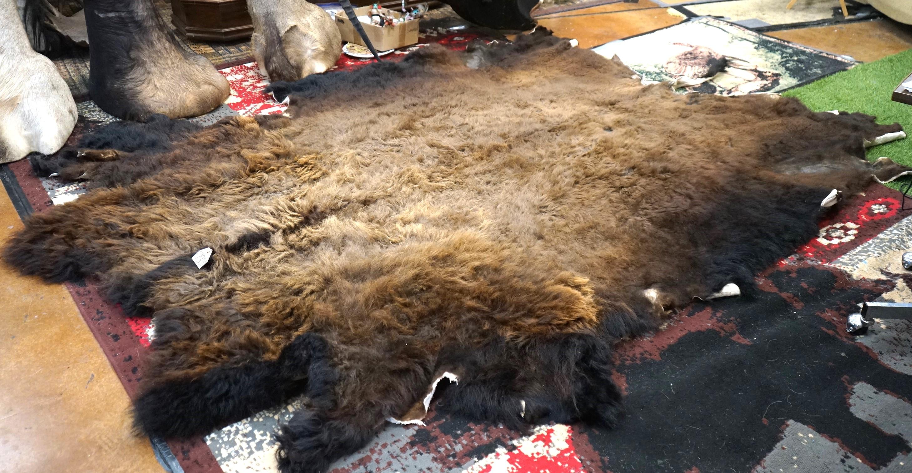 Large Soft Tanned Full Bison Back skin Taxidermy