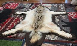 Large & Beautiful Timber Wolf Rug Taxidermy Mount