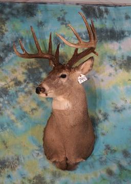 15pts. 173+gross Canadian Whitetail Deer Shoulder Taxidermy Mount