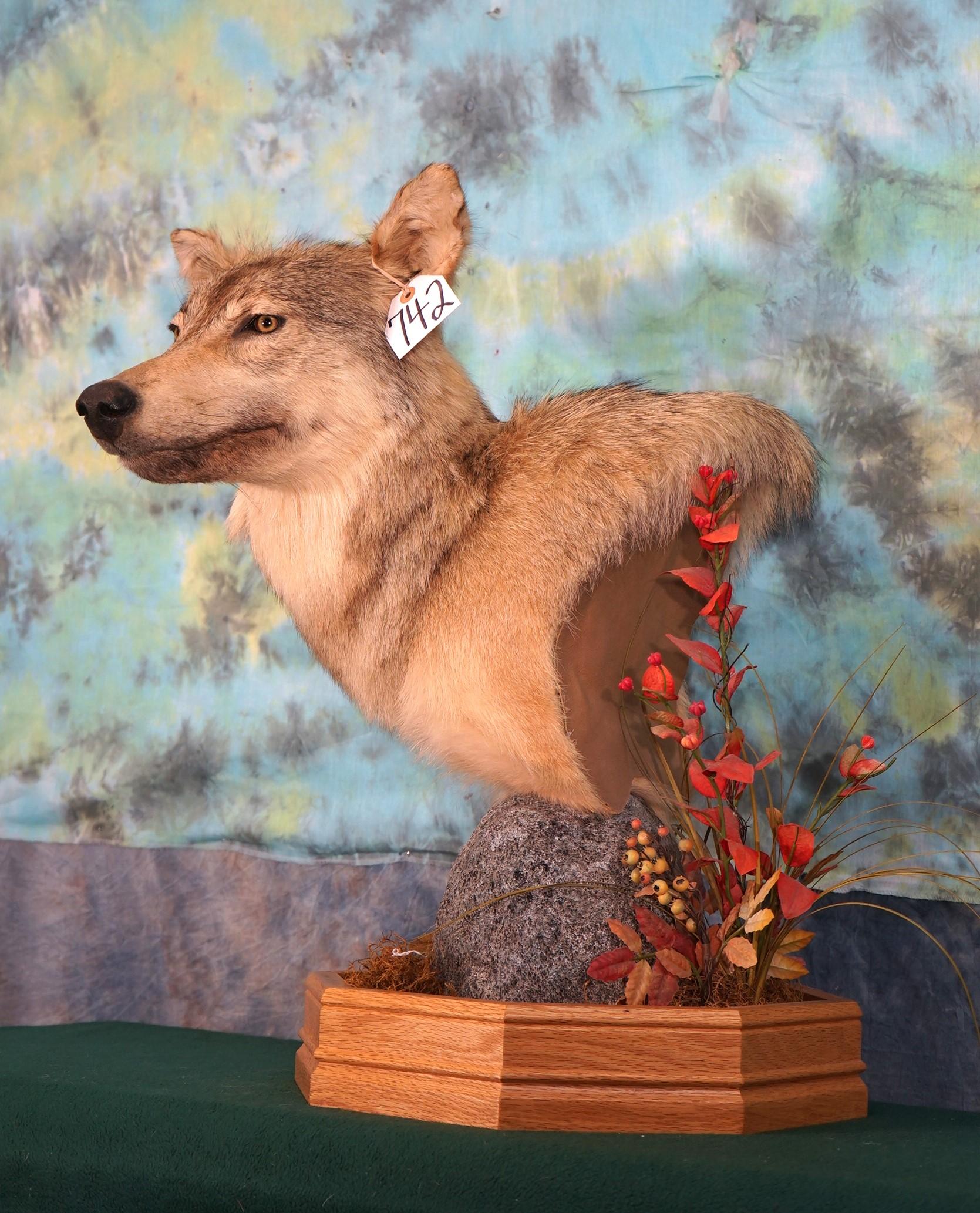 Canadian Wolf Shoulder Mount Table Pedestal Taxidermy Mount