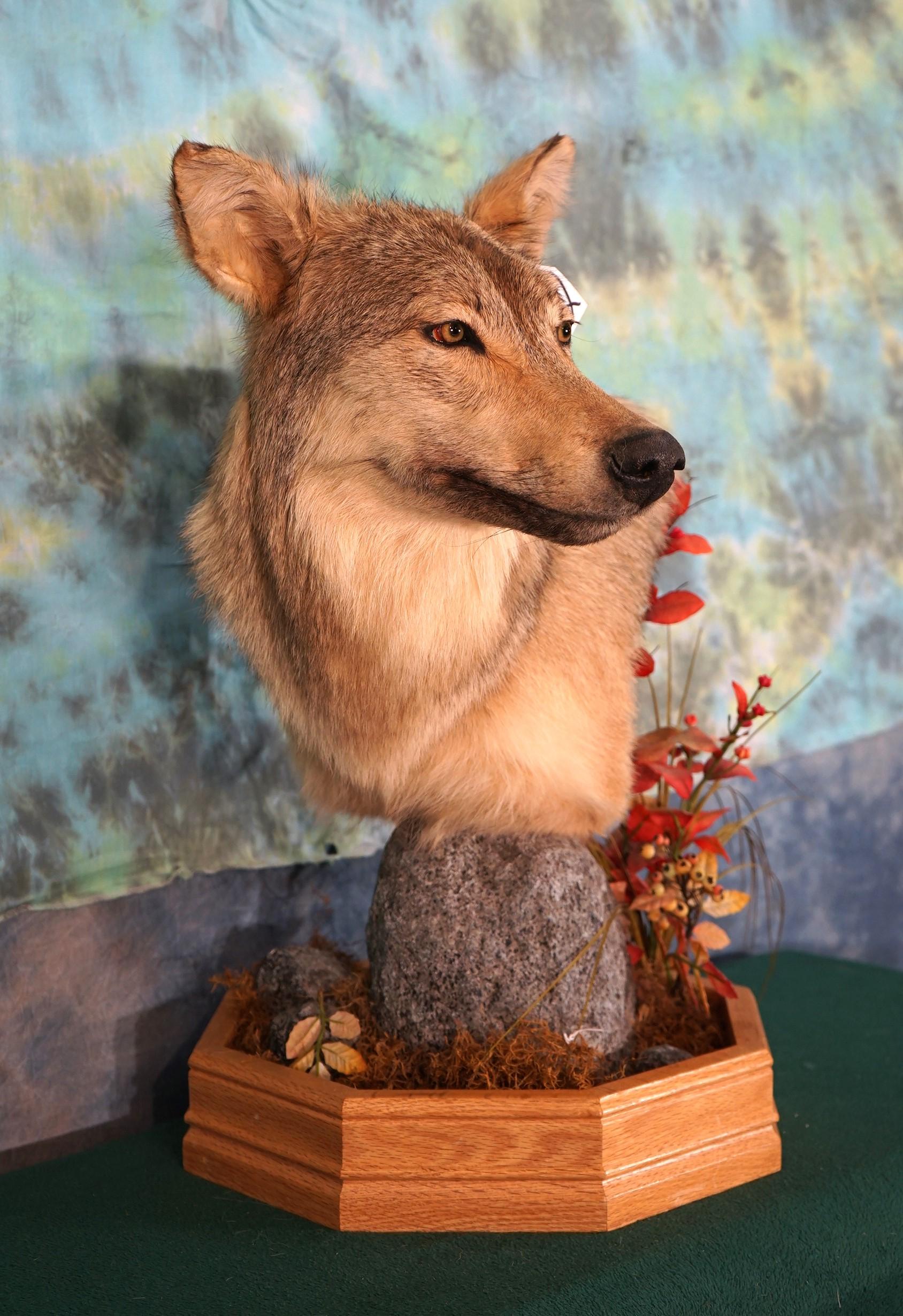 Canadian Wolf Shoulder Mount Table Pedestal Taxidermy Mount