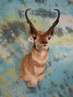 Pronghorn Antelope Shoulder Taxidermy Mount