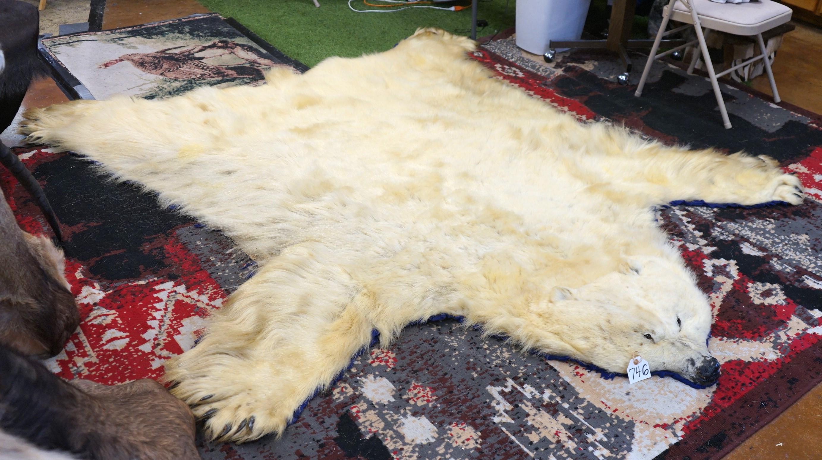Pre-Marine Mammal Act Vintage Polar Bear Rug Taxidermy Mount  **U.S. Residents Only!**