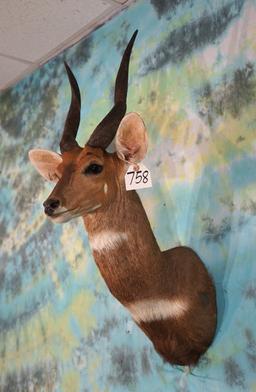 African Record Book Chobe Bushbuck Shoulder Taxidermy Mount