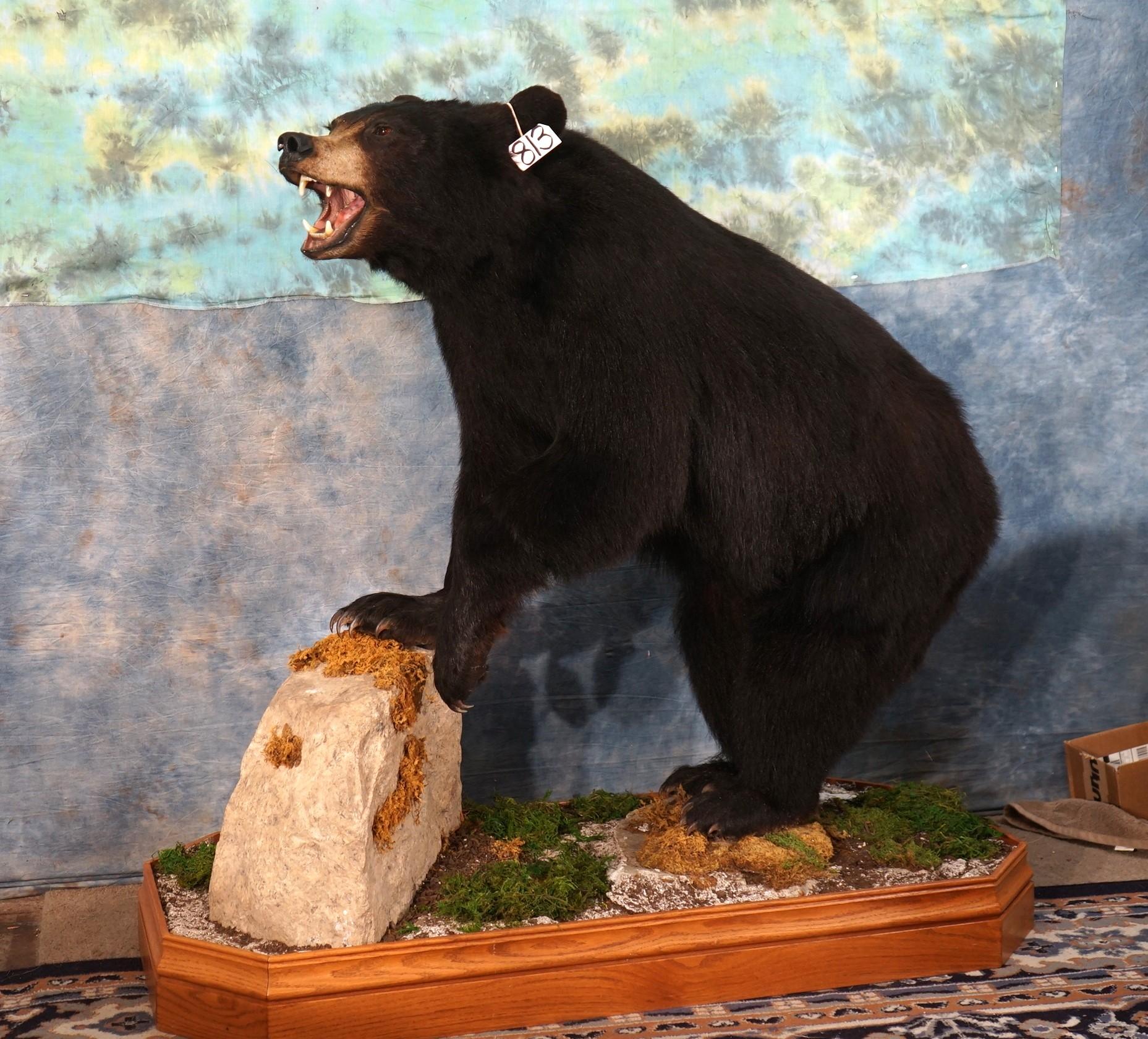 Black Bear Full Body Taxidermy Mount in Habitat