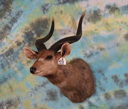 Record Class East African Sitatunga Swamp Antelope Shoulder Taxidermy Mount