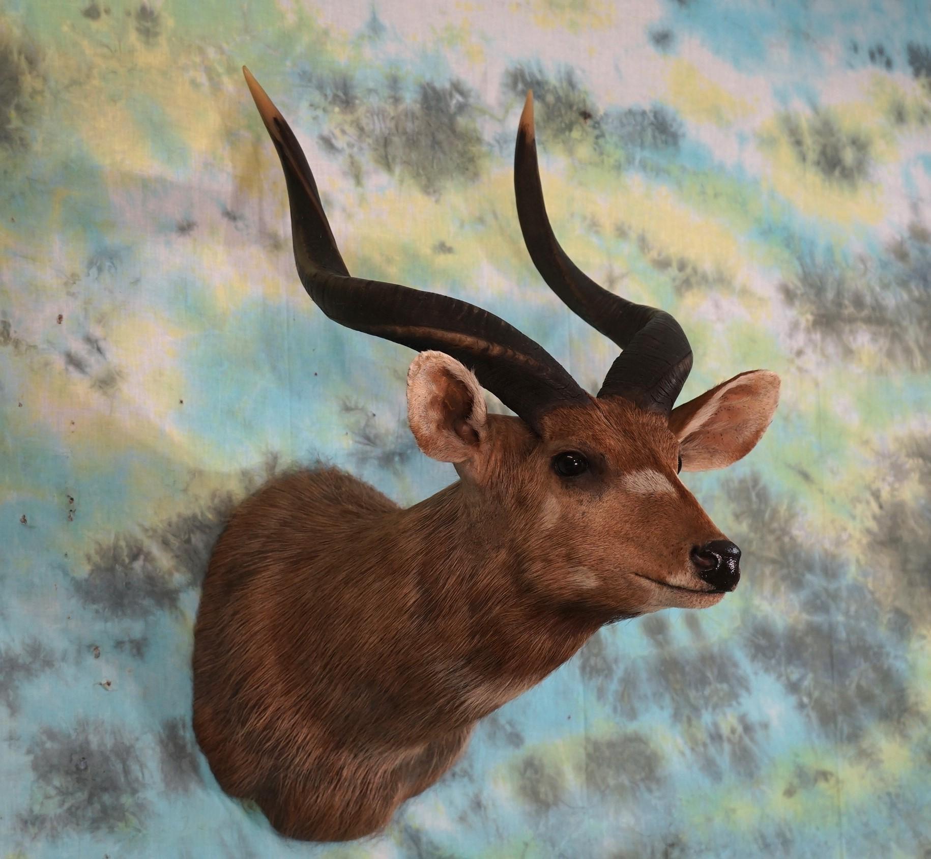 Record Class East African Sitatunga Swamp Antelope Shoulder Taxidermy Mount
