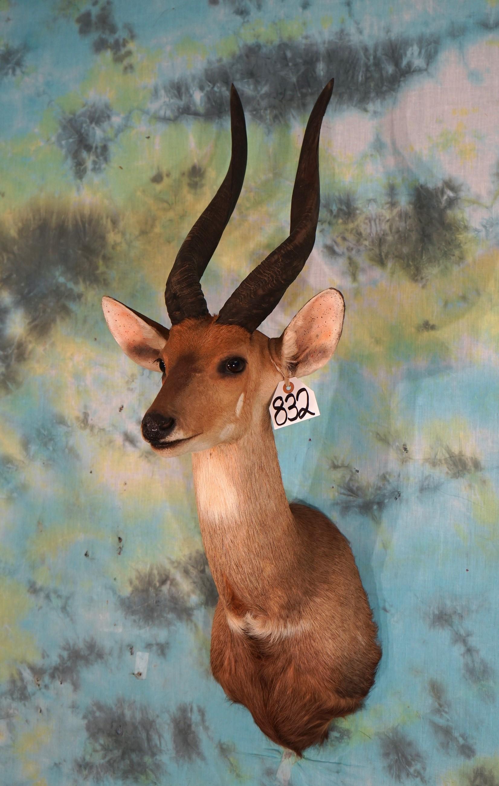 #4 All Time SCI Record Book Chobe Bushbuck Shoulder Antelope Taxidermy Mount