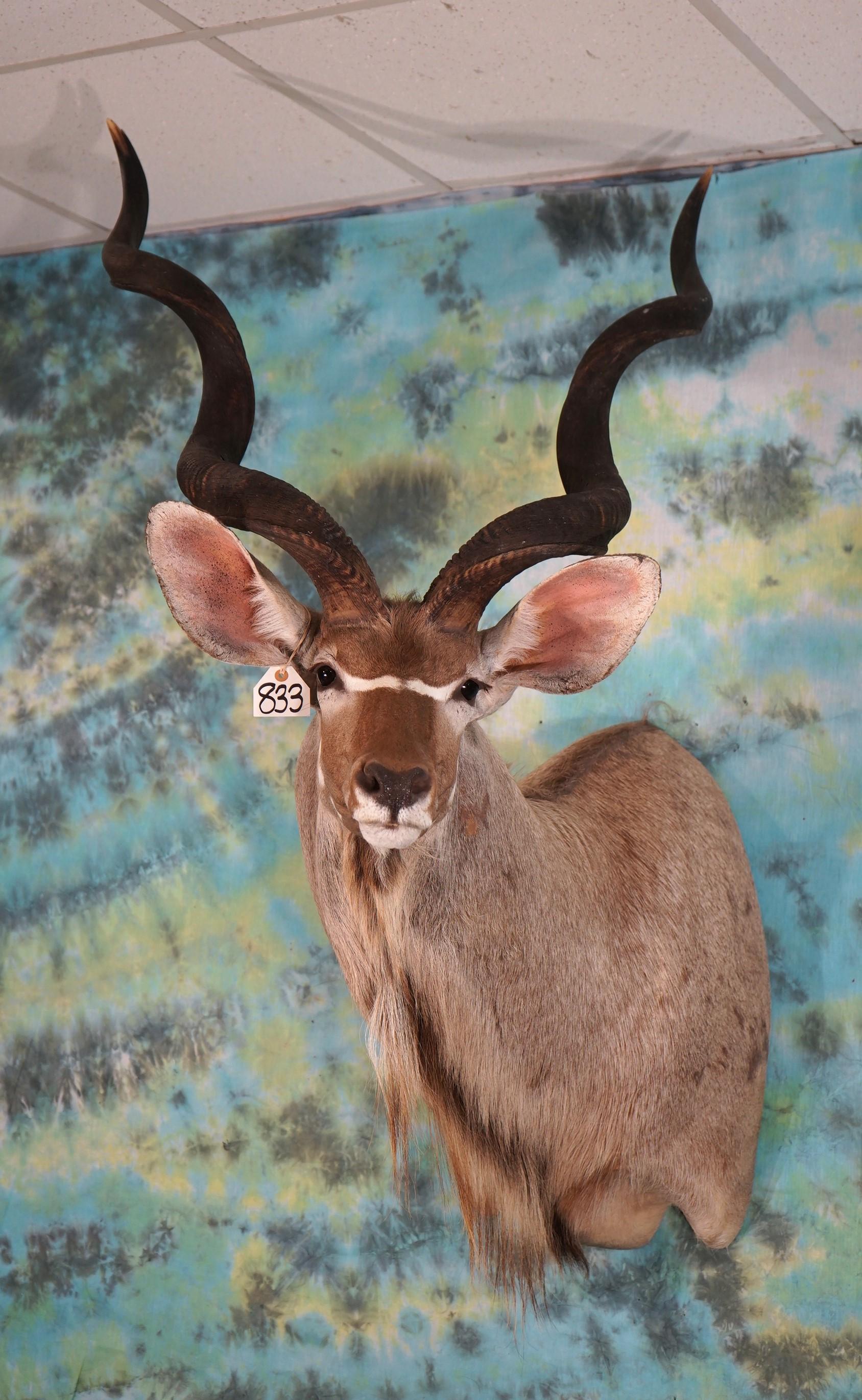 African Greater Kudu Shoulder Taxidermy Mount