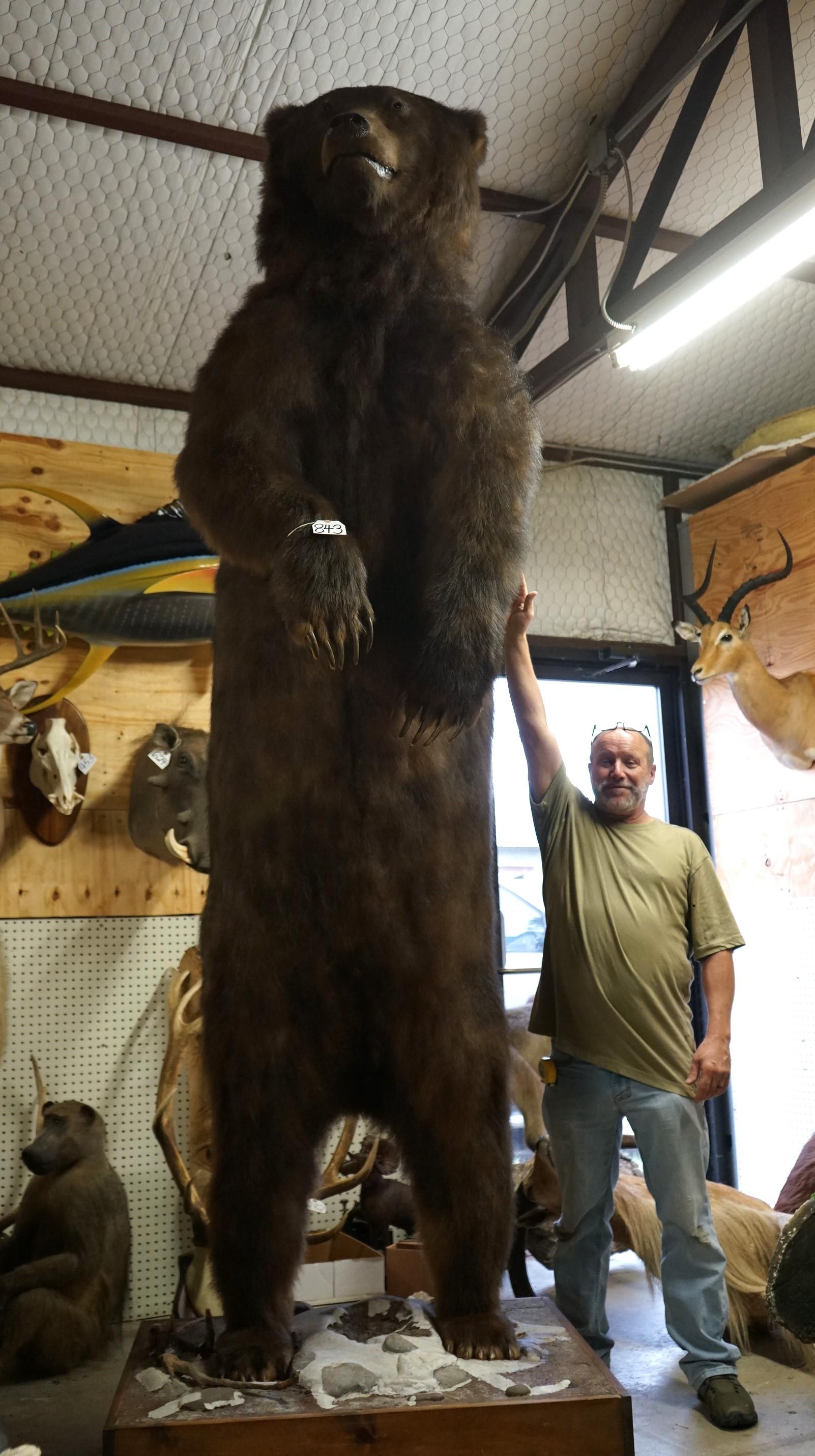 "Gigantic Cave Bear Reject" Alaskan Brown 11Ft. 5" Full Body Taxidermy Mount