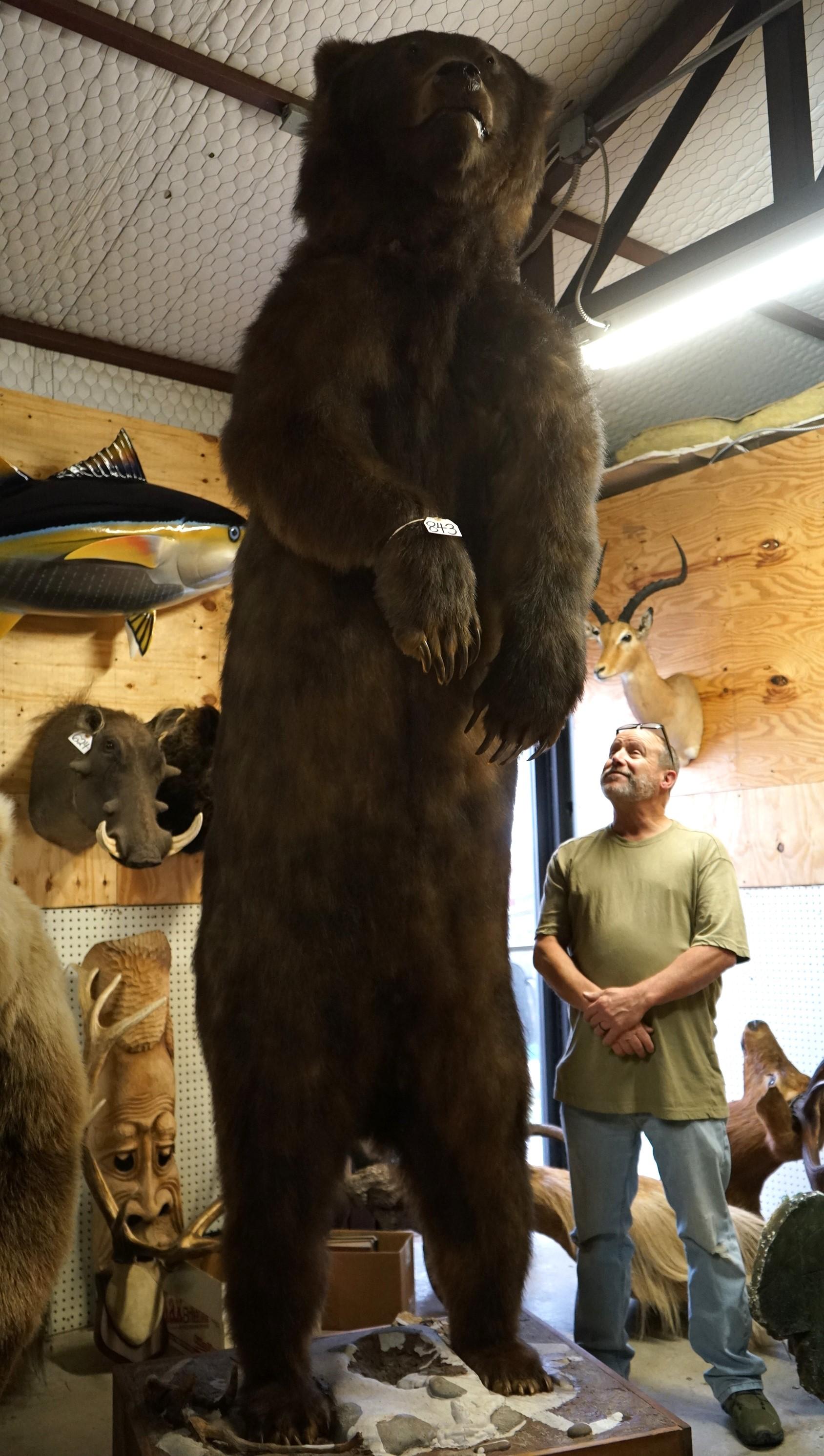 "Gigantic Cave Bear Reject" Alaskan Brown 11Ft. 5" Full Body Taxidermy Mount