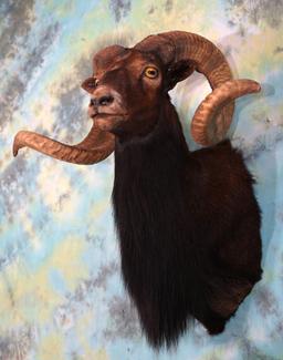 Black Hawaiian Sheep Shoulder Taxidermy Ram Mount