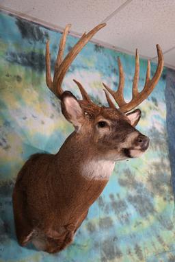 Wild Northern Whitetail Deer 12pt. 168 to 172 gross Shoulder Taxidermy Mount