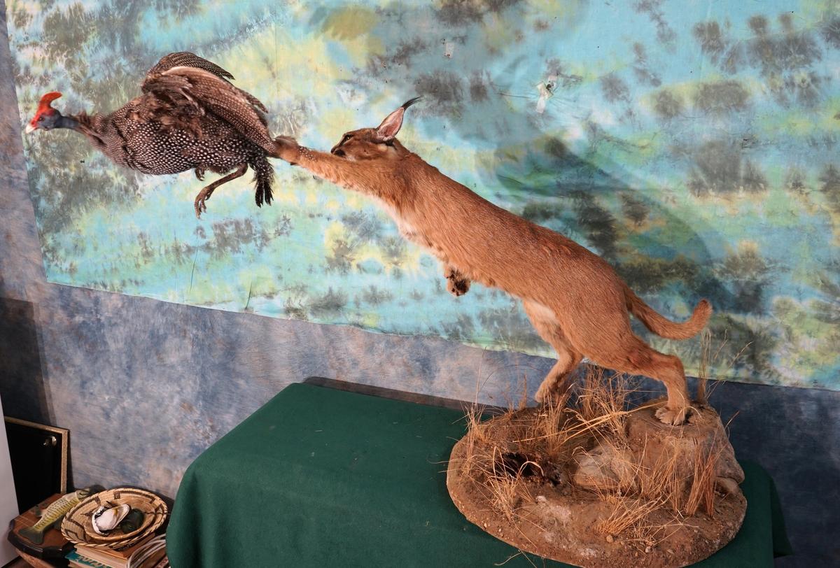 African Caracal Cat with Speckled Guinea Fowl Full Body Taxidermy Mounts