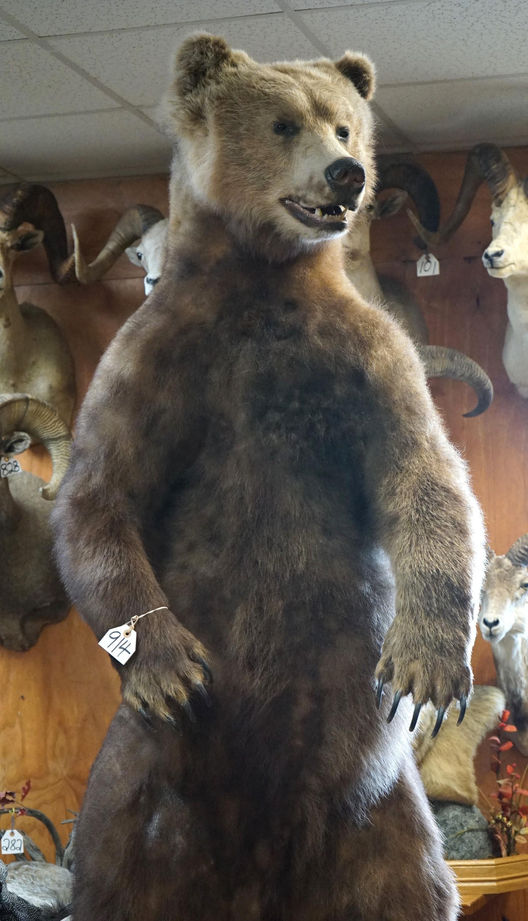 9 3/4 Footer Alaskan Brown Bear Full Body Taxidermy Mount