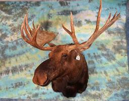 Alaskan Yukon Moose Shoulder Taxidermy Mount