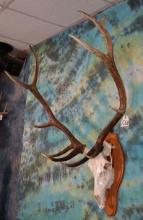 6 x 6 Elk Skull on Panel Taxidermy