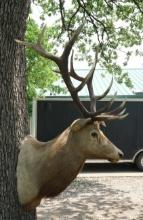 6 x 6 Elk Shoulder Taxidermy Mount