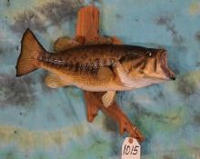 Real Skin 17" Largemouth Bass on Driftwood Taxidermy Fish Mount