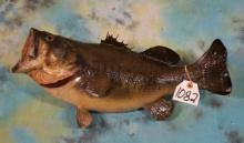 Real Skin 22" Lbs. Largemouth Bass Taxidermy Fish Mount