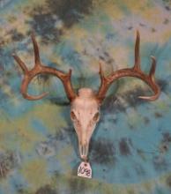 9pt. Whitetail Deer Skull Taxidermy