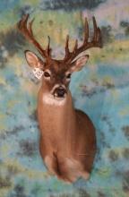 14pt. Whitetail Deer Shoulder Taxidermy Mount