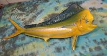 Beautiful Brand New! Monster Dorado 6ft. 2/12" Fiberglass Reproduction Taxidermy Fish Mount