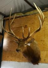 Boone & Crockett 375 3/8 net 6 x 6 Elk Shoulder Taxidermy Mount