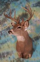 12pt. Ohio Whitetail Deer Shoulder Taxidermy Mount
