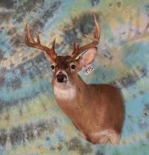 12pt. Texas Whitetail Deer Shoulder Taxidermy Mount
