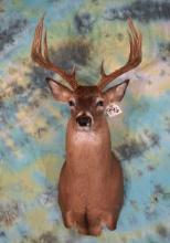 13pt. South Texas Whitetail Deer Shoulder Taxidermy Mount
