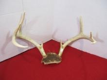 8-Point Whitetail Deer Antlers