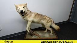 Beautiful Timber Wolf Full Body Mount on Rolling Platform. Local Pickup ONLY  Platform Measure 41" x