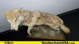 Beautiful Timber Wolf Full Body Mount on Rolling Platform. Local Pickup ONLY  Platform Measure 41" x