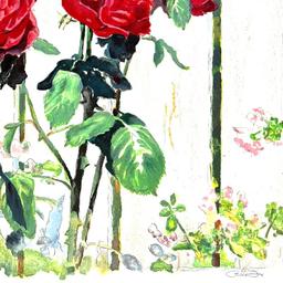 Roses by Fox, Perla