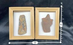 Pair of Plant Life Fossils with Frames