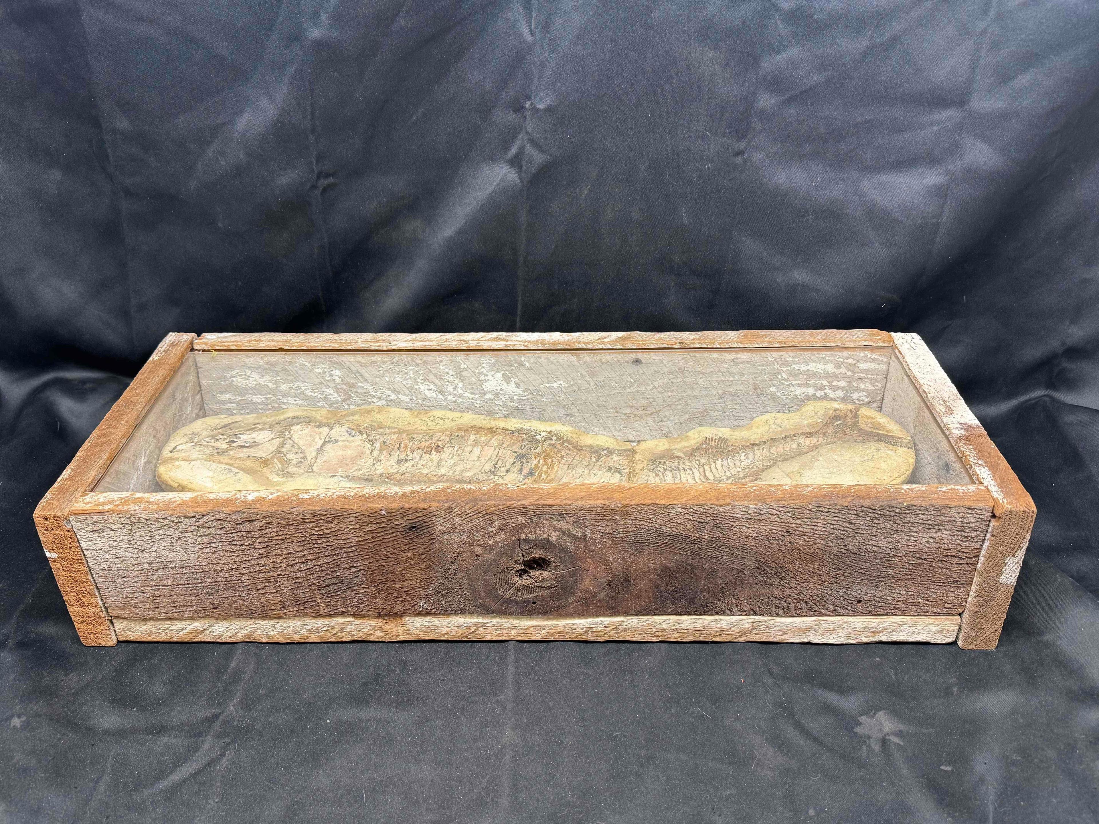 Large Fossilized Fish in Wooden Display Box