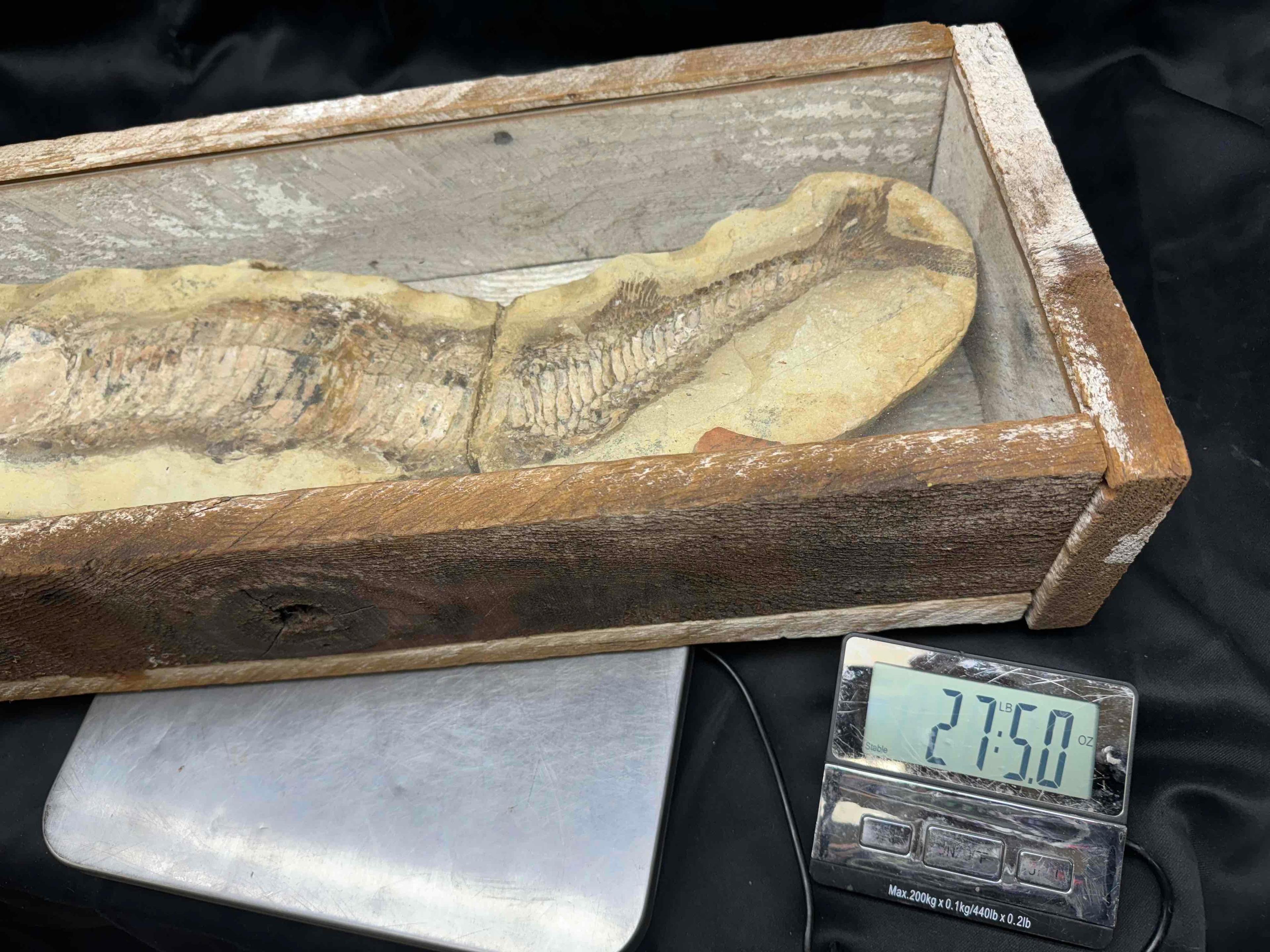 Large Fossilized Fish in Wooden Display Box