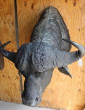 Very large African Cape buffalo shoulder mount with 12" bosses.