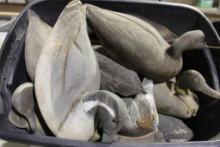 Fifteen old duck decoys. Used.